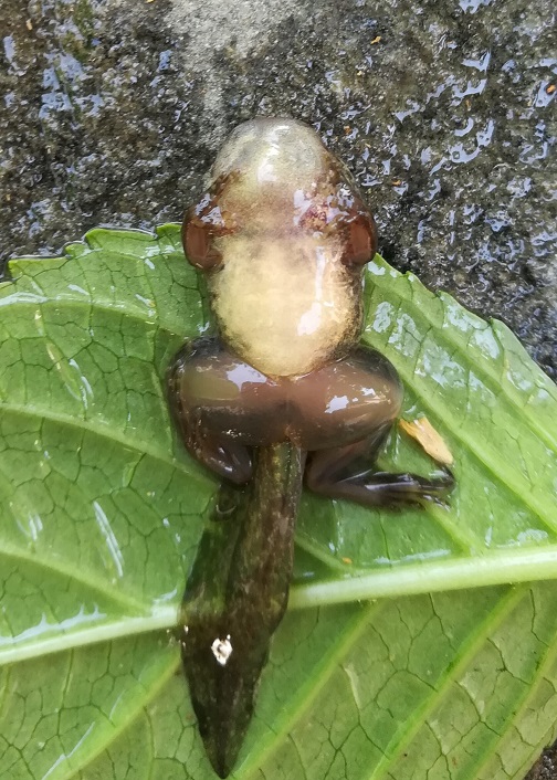 Rana Verde (Pelophylax sp.)...malata?